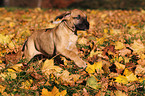 Dogo Canario Puppy