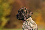 Dogo Canario Puppy