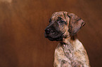 Dogo Canario Puppy