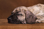 Dogo Canario Puppy