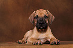 Dogo Canario Puppy