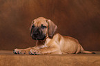 Dogo Canario Puppy