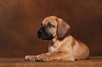 Dogo Canario Puppy