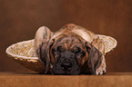 Dogo Canario Puppy