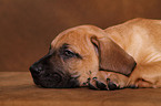 Dogo Canario Puppy