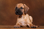 Dogo Canario Puppy