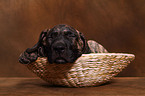 Dogo Canario Puppy