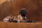 Dogo Canario Puppy