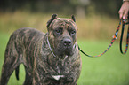 Dogo Canario Portrait