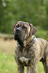 Dogo Canario Portrait