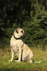 sitting Dogo Canario