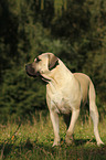 standing Dogo Canario