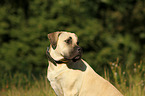 Dogo Canario Portrait