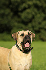 Dogo Canario Portrait