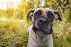 Dogo Canario Portrait