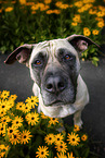 sitting Dogo Canario