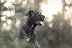 Dogo Canario