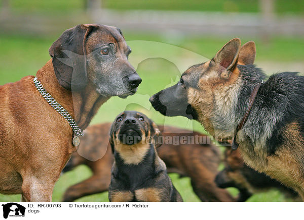 Hunde / dogs / RR-00793