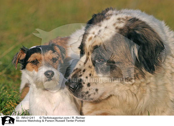 Moskauer Wachhund / Moscow Watchdog & Parson Russell Terrier Portrait / RR-01241