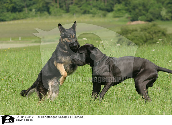 spielende Hunde / playing dogs / IP-00817