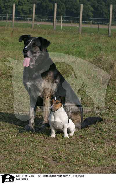 Zwei Hunde / two dogs / IP-01236