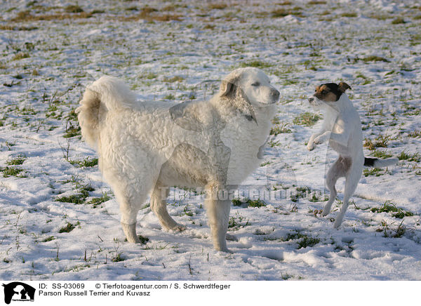 Parson Russell Terrier and Kuvasz / SS-03069