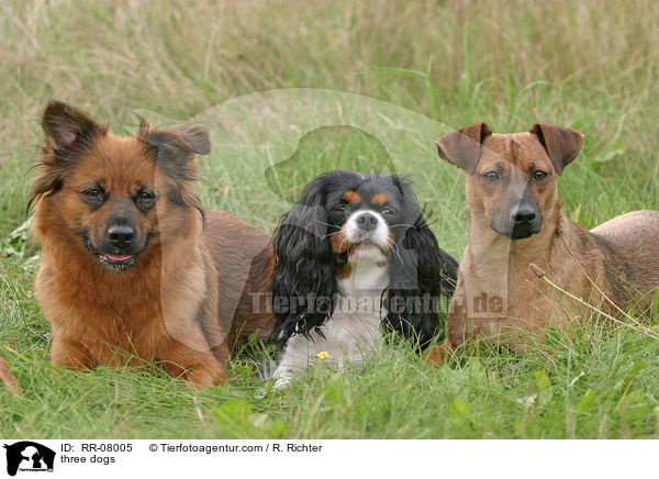 three dogs / RR-08005