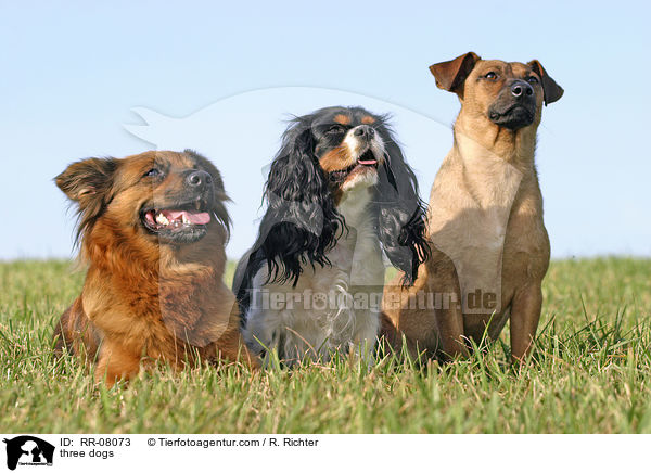 drei Hunde / three dogs / RR-08073