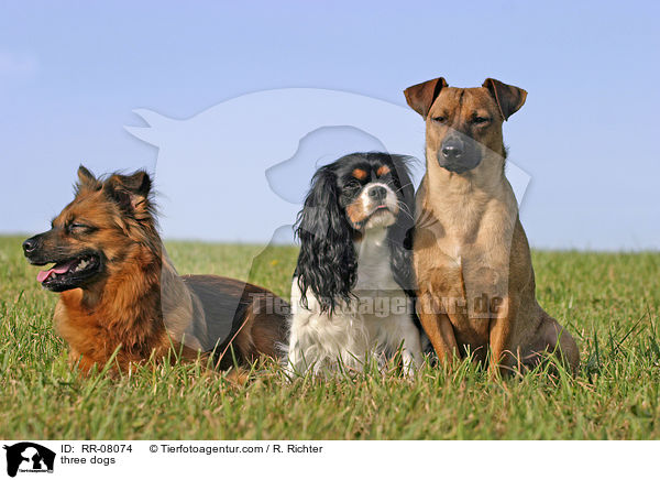 drei Hunde / three dogs / RR-08074