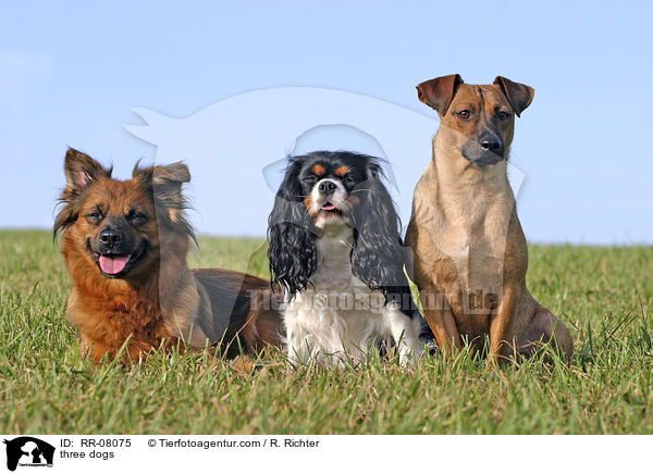 drei Hunde / three dogs / RR-08075