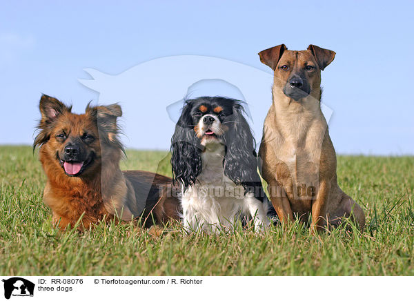drei Hunde / three dogs / RR-08076