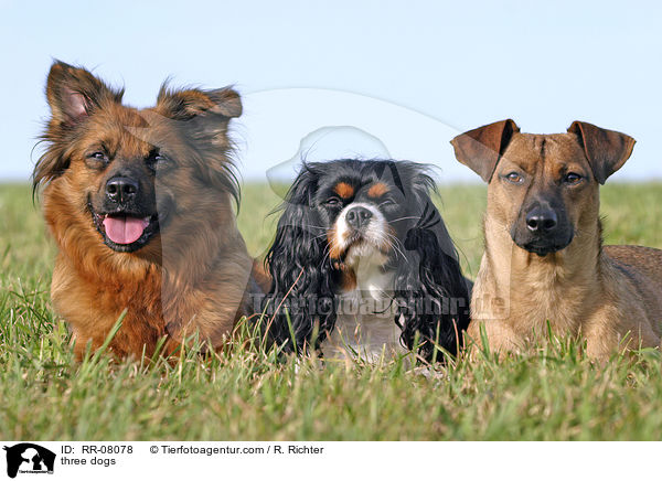 three dogs / RR-08078
