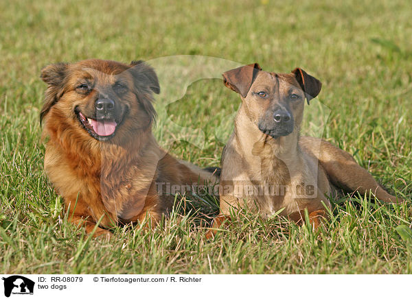 zwei Mischlinge / two dogs / RR-08079