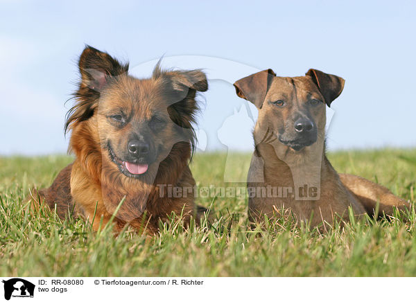 zwei Mischlinge / two dogs / RR-08080