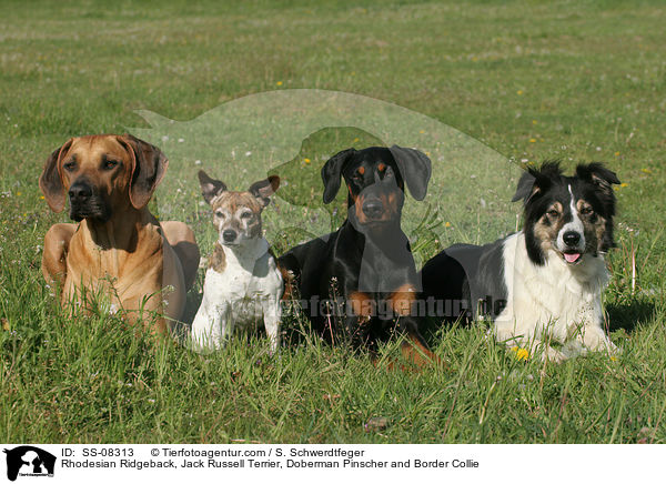 Rhodesian Ridgeback, Jack Russell Terrier, Dobermann und Border Collie / Rhodesian Ridgeback, Jack Russell Terrier, Doberman Pinscher and Border Collie / SS-08313