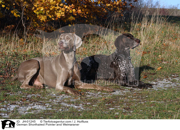 Deutsch Kurzhaar und Weimaraner / German Shorthaired Pointer and Weimaraner / JH-01245