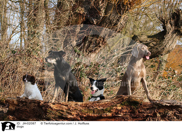 Hunde / dogs / JH-02087