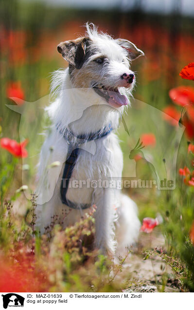 Hund auf Mohnfeld / dog at poppy field / MAZ-01639