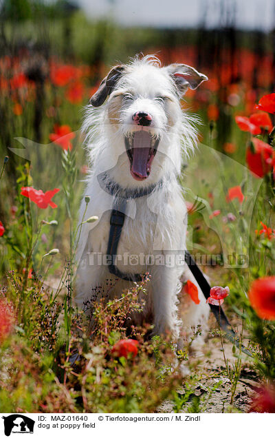 Hund auf Mohnfeld / dog at poppy field / MAZ-01640