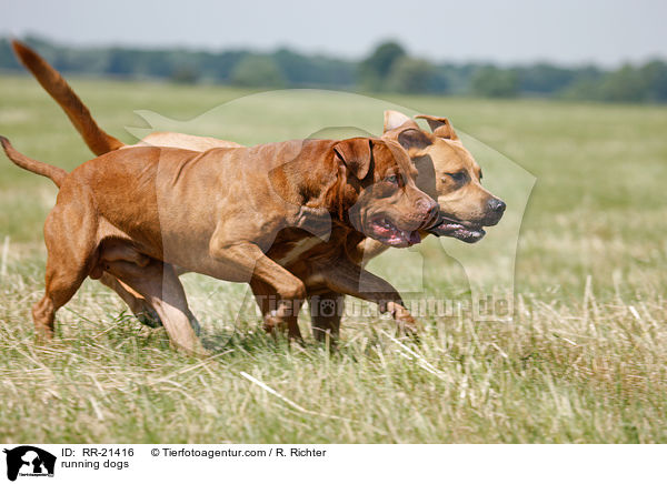running dogs / RR-21416