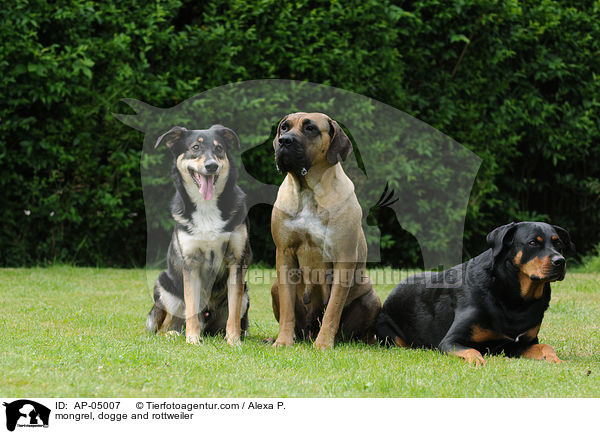 mongrel, dogge and rottweiler / AP-05007