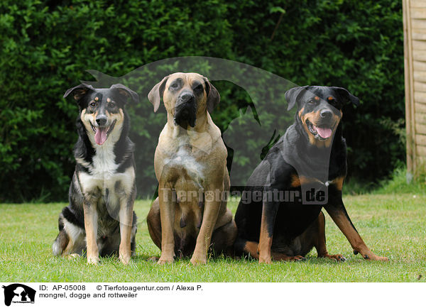 mongrel, dogge and rottweiler / AP-05008