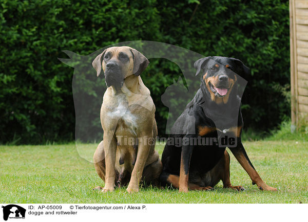 dogge and rottweiler / AP-05009