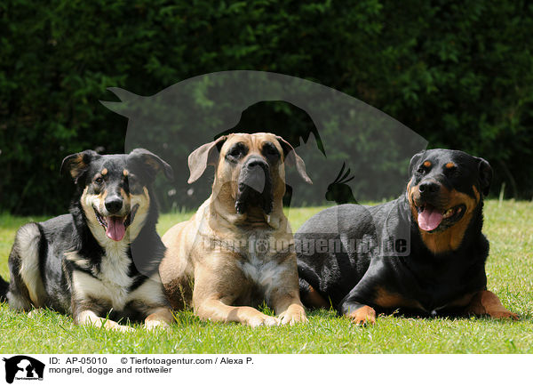 mongrel, dogge and rottweiler / AP-05010