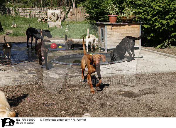 Hunde khlen sich ab / dogs in water / RR-35899
