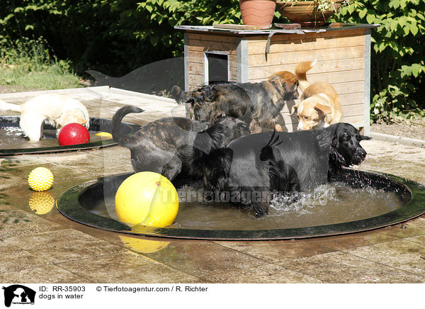 Hunde khlen sich ab / dogs in water / RR-35903