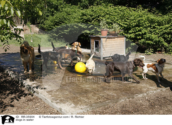 Hunde khlen sich ab / dogs in water / RR-35904