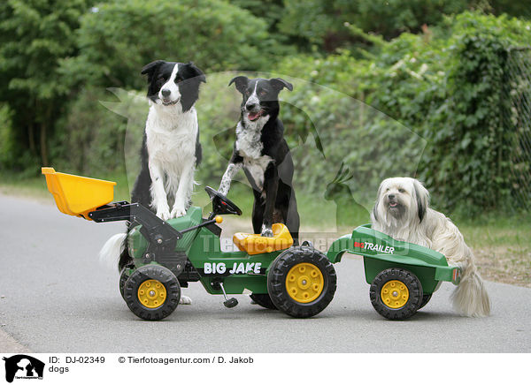 Hunde / dogs / DJ-02349
