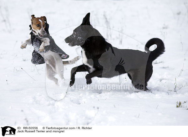 Jack Russell Terrier and mongrel / RR-50556