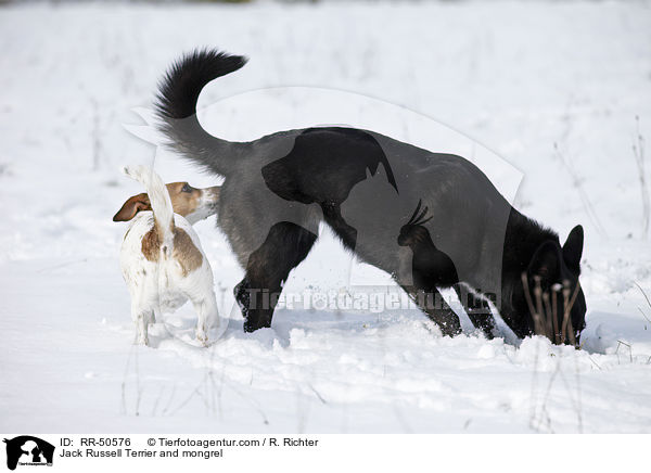 Jack Russell Terrier & Mischling / Jack Russell Terrier and mongrel / RR-50576